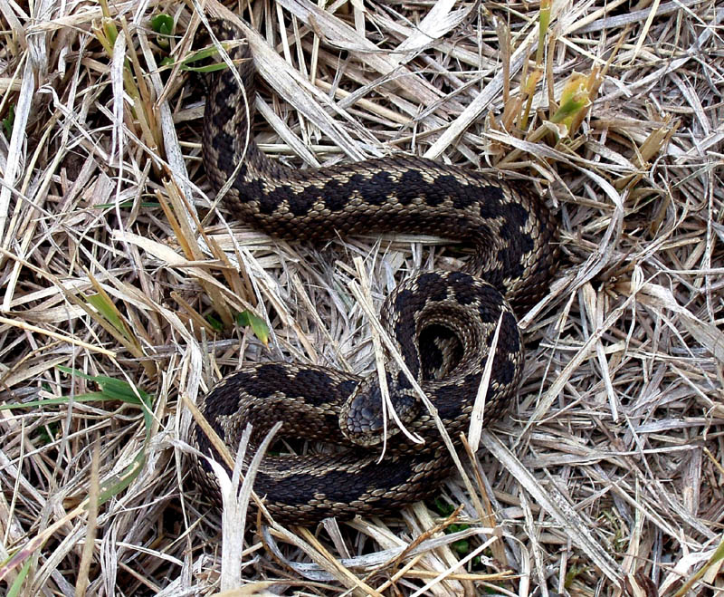 vipera ursinii